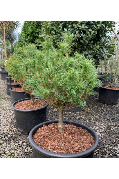 Декоративні саджанці сосни Веймутової Tiny Curls в контейнерах, розміщені в розпліднику.